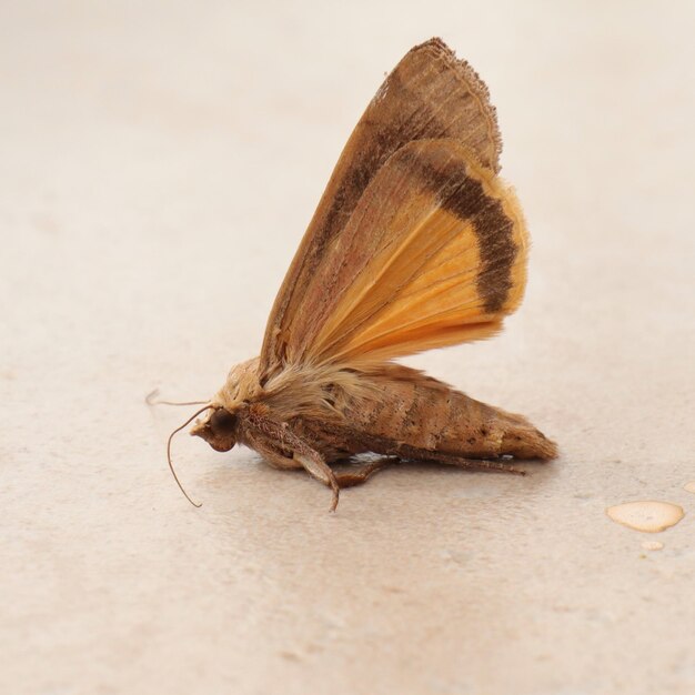 Close-up of butterfly