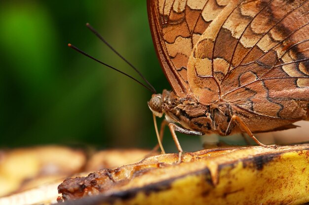 Photo close-up of butterfly