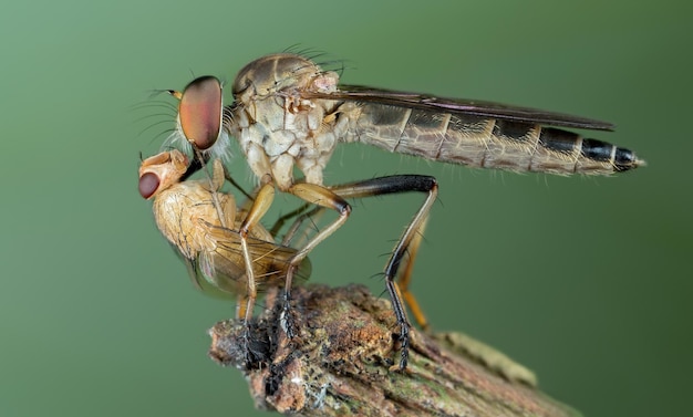 Foto prossimo piano di una farfalla