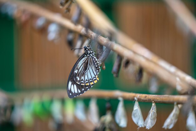 Photo close-up of butterfly