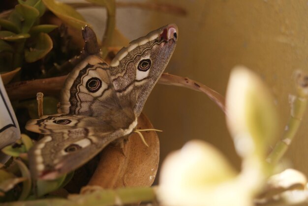 Close-up of butterfly