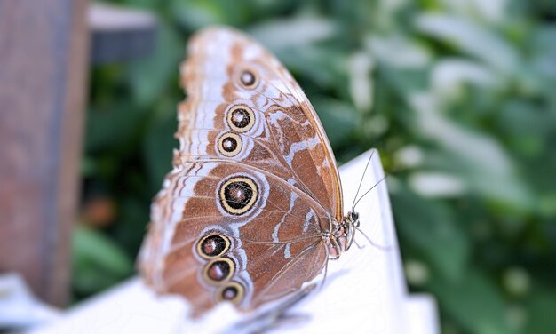 Foto prossimo piano di una farfalla