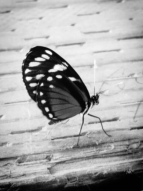 Foto prossimo piano di una farfalla