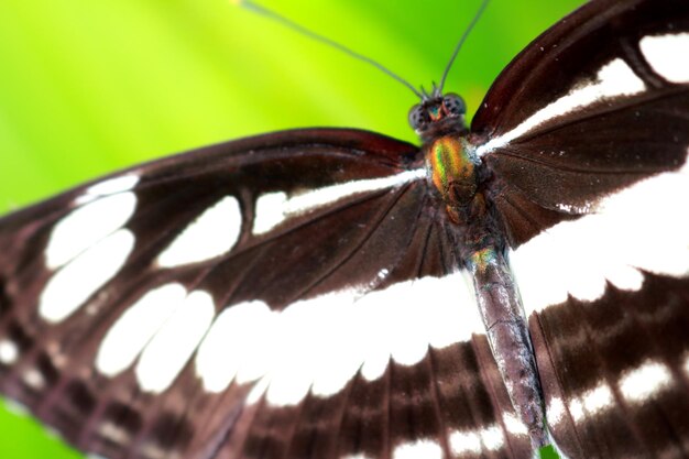 Close-up of butterfly