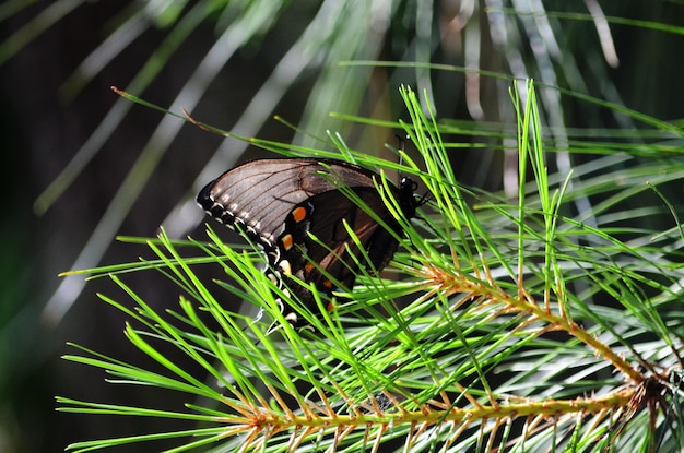 Photo close-up of butterfly