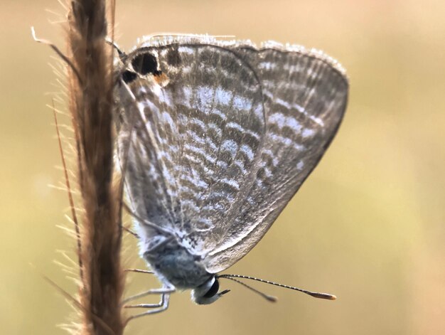 Foto prossimo piano di una farfalla