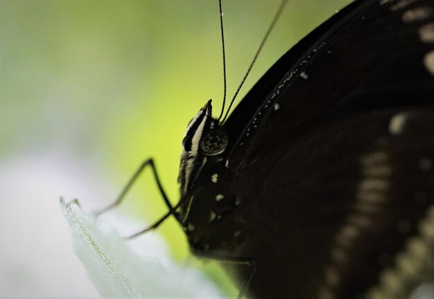 Close-up of butterfly