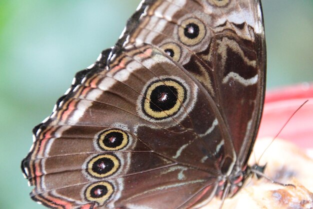 Close-up of butterfly