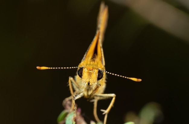 Photo close-up of butterfly