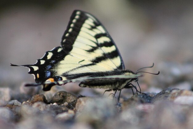 Close-up of butterfly