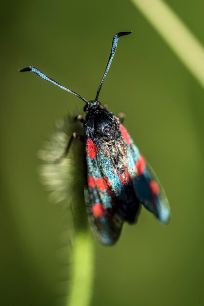 Close-up of butterfly