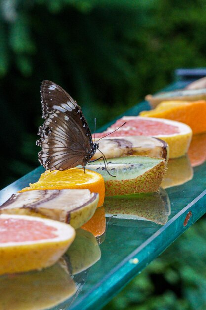 close-up of butterfly