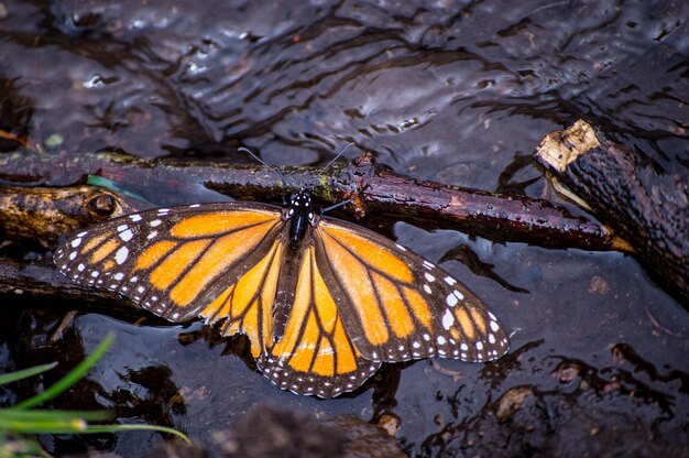 Close-up of butterfly