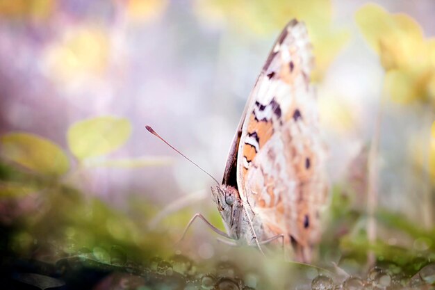 Foto prossimo piano di una farfalla