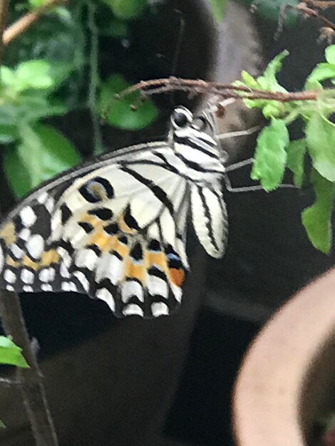 Close-up of butterfly