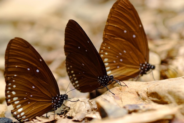 Photo close-up of butterfly