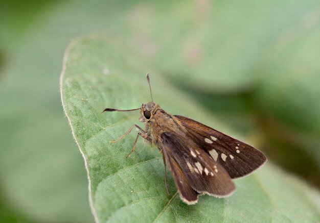 Close-up of butterfly