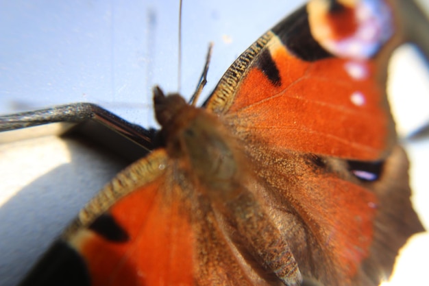 Photo close-up of butterfly