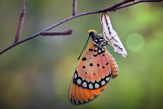 Foto prossimo piano di una farfalla