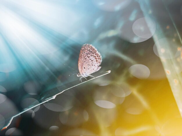 Photo close-up of butterfly