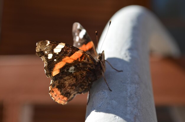 Close-up of butterfly