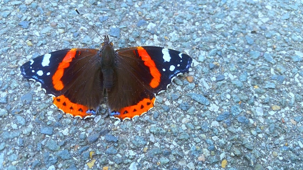 Photo close-up of butterfly