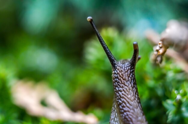 Foto prossimo piano di una farfalla