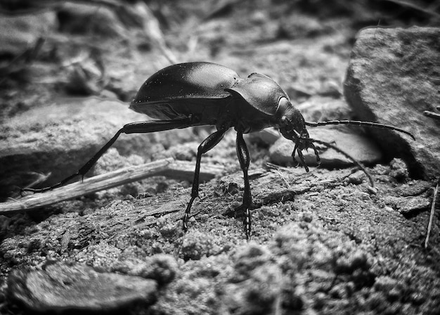 Foto prossimo piano di una farfalla