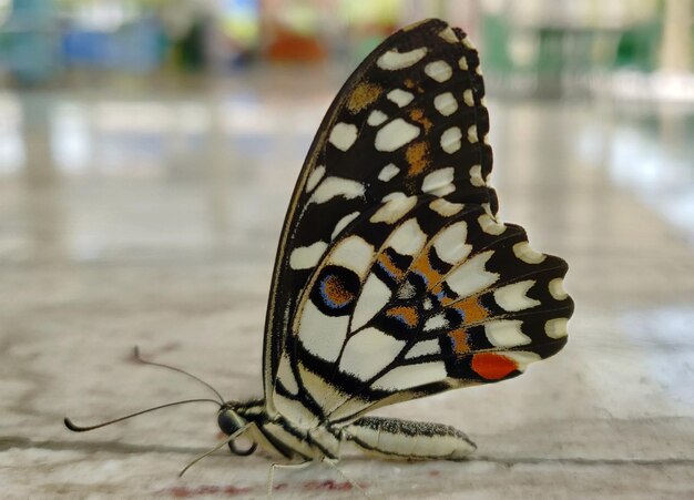 Photo close-up of butterfly