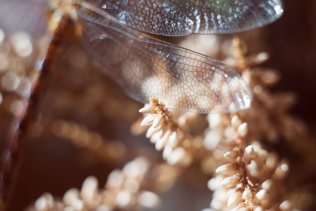 Photo close-up of butterfly