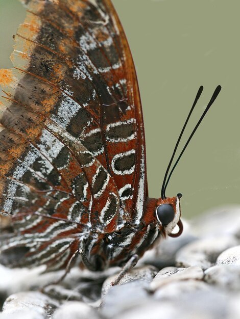 Foto prossimo piano di una farfalla