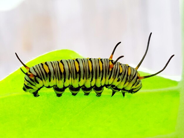 Close-up of butterfly