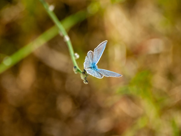 Prossimo piano di una farfalla