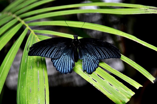 Foto prossimo piano di una farfalla