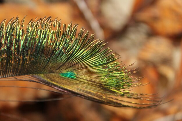 Photo close-up of butterfly