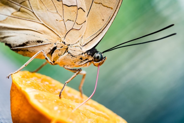 Photo close-up of butterfly