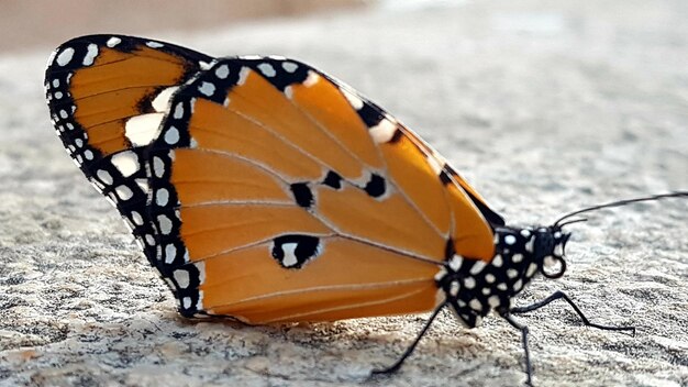 Close-up of butterfly