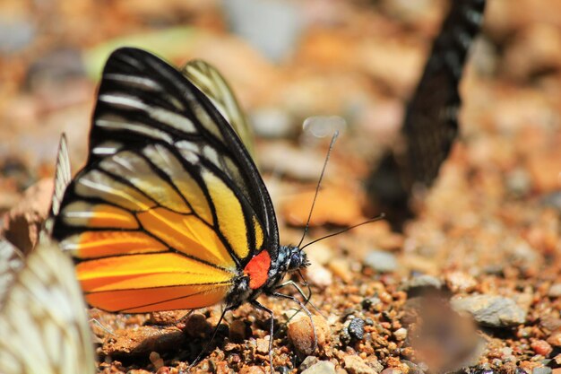 Close-up of butterfly