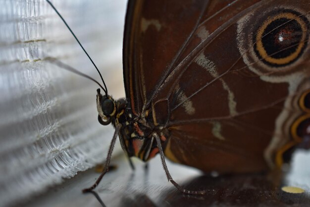 Photo close-up of butterfly