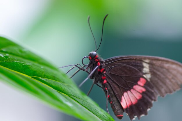 Close-up of butterfly