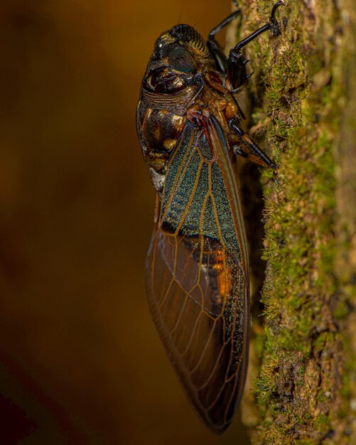 Close-up of butterfly