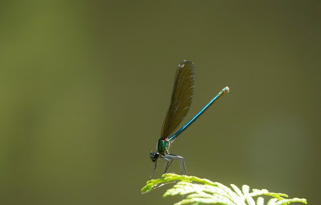 Photo close-up of butterfly