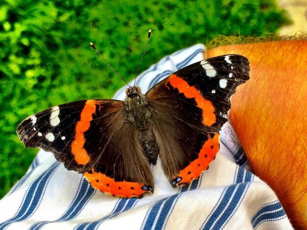 Foto prossimo piano di una farfalla