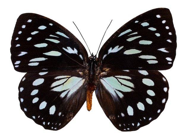 Close-up of butterfly