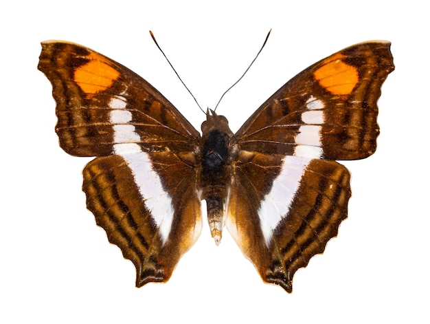 Close-up of butterfly