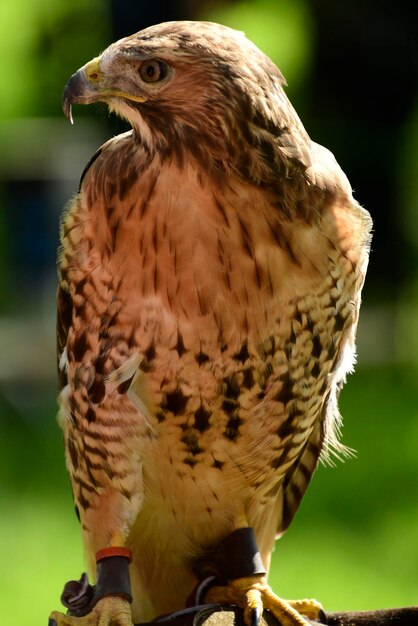 Photo close-up of buzzard