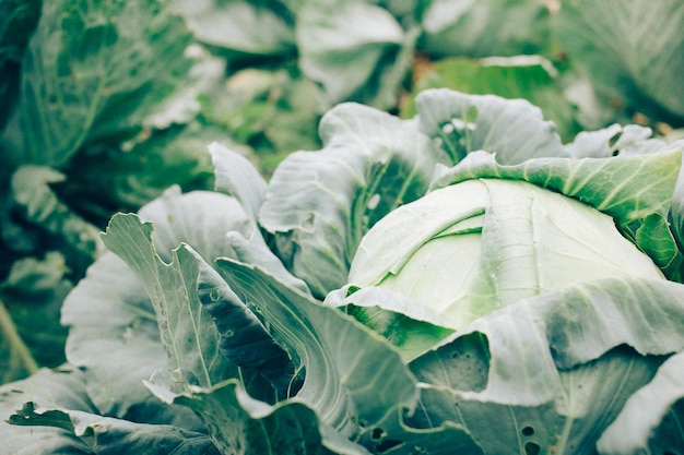 Close-up of cabbage growing in garden