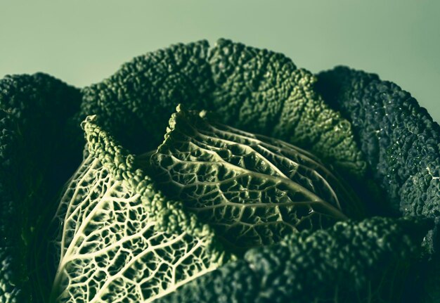 Photo close-up of cabbage for sale