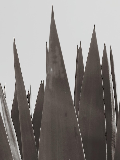 Photo close-up of cactus against sky