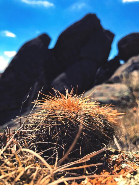 Close-up of cactus against sky